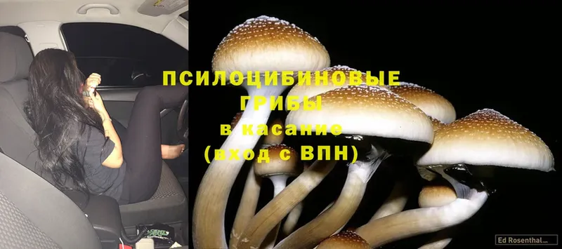 даркнет сайт  Невельск  Псилоцибиновые грибы Psilocybine cubensis 